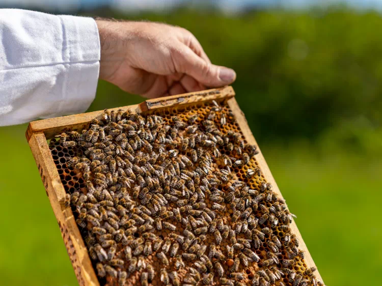 pszczoły na ramce wyciągniętej z ula