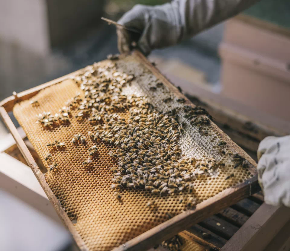 pszczelarz zajmujący się pszczołami