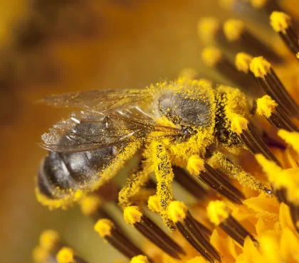 pszczoła pokryta pyłkiem kwiatowym